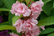 Impatiens balsamina Annual Balsam Impatiens balsamina Annual Balsam-230x153